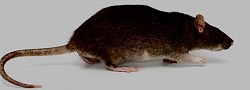 Norway Rat