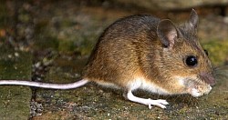 House Mouse