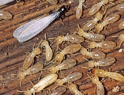 Termites