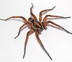 Wolf spider