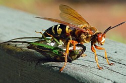 Cicada Killer