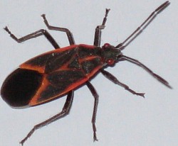 Boxelder Bug