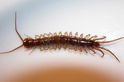 Centipede