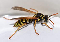 Wasp 