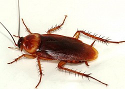 American Cockroach 